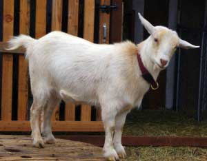 HOMEGROWN Life: Geeking Out on Goats Image